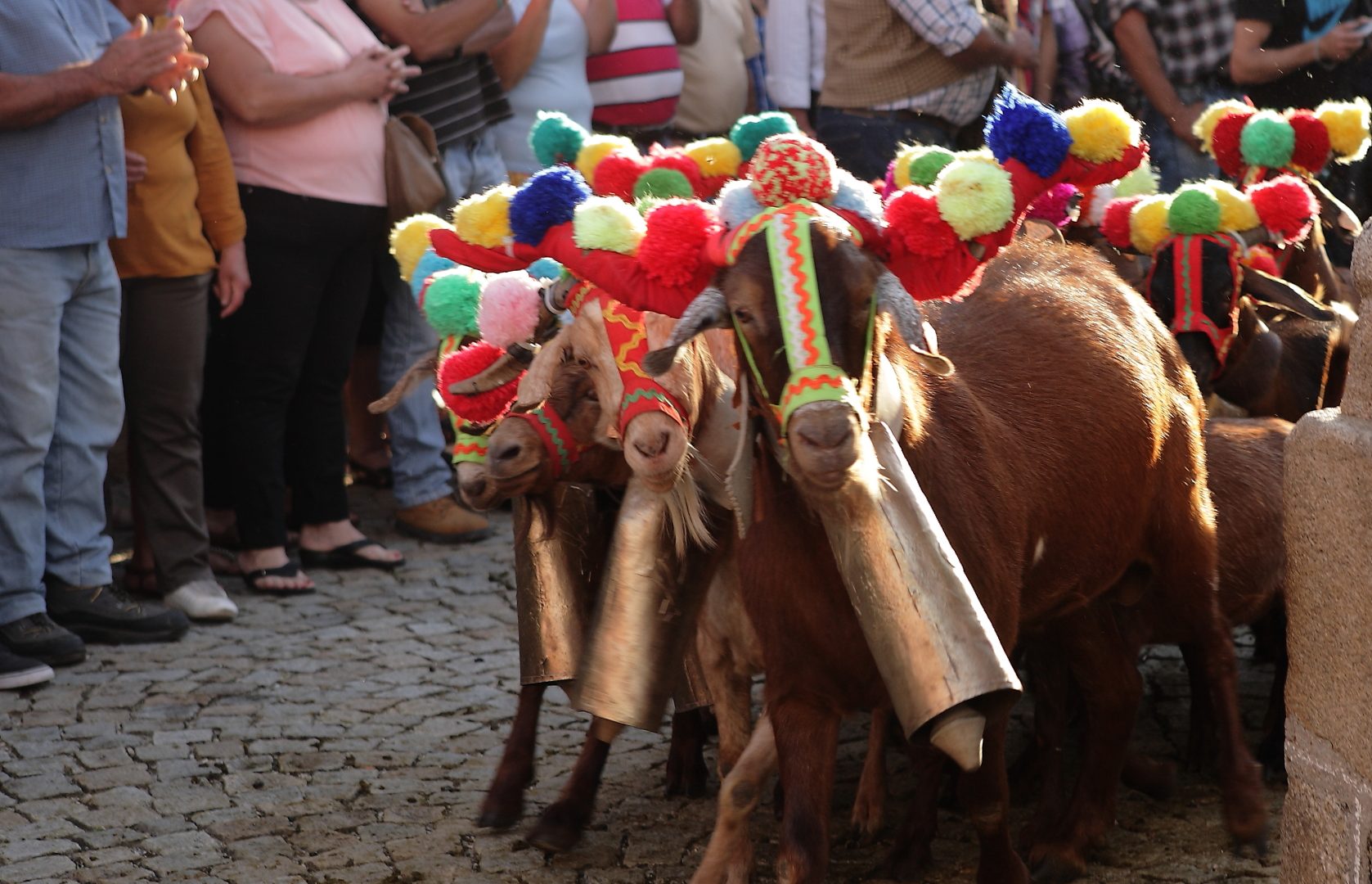 salgadeiras_JulhoBenção_Folgosa_Jun16_ (9)