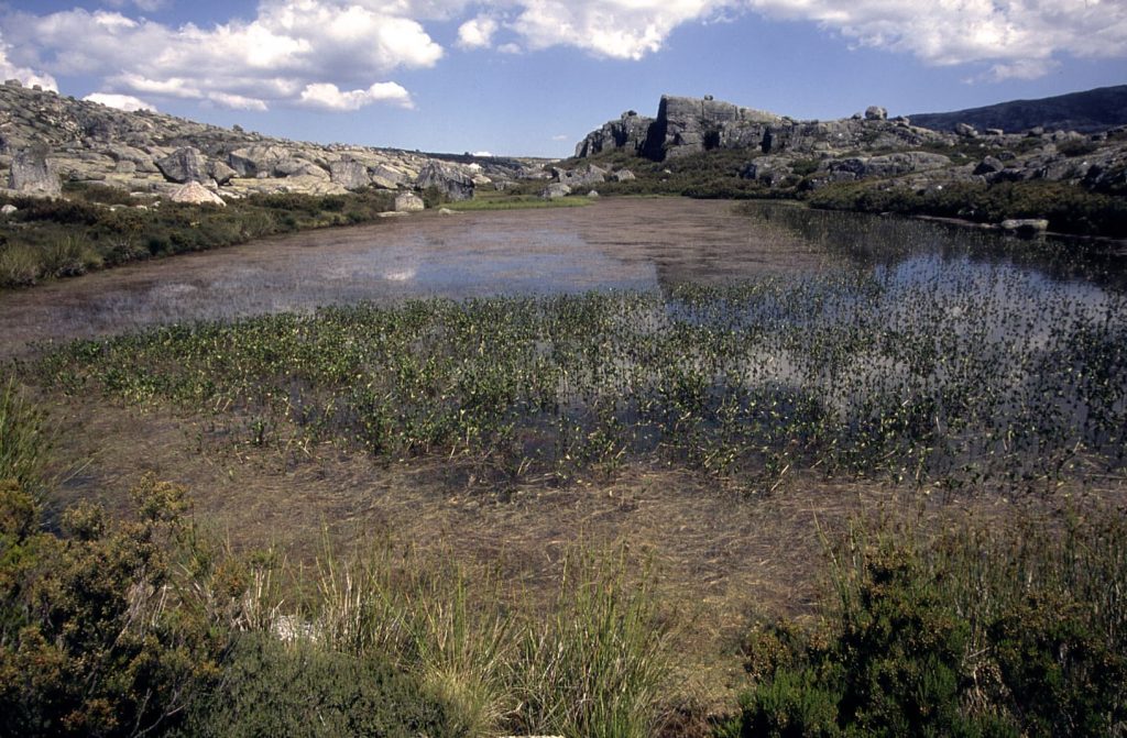 Lagoacho das Favas