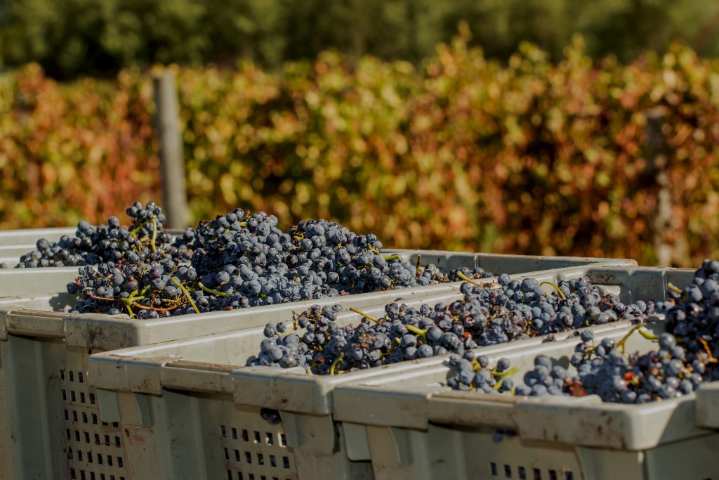 Vinhos