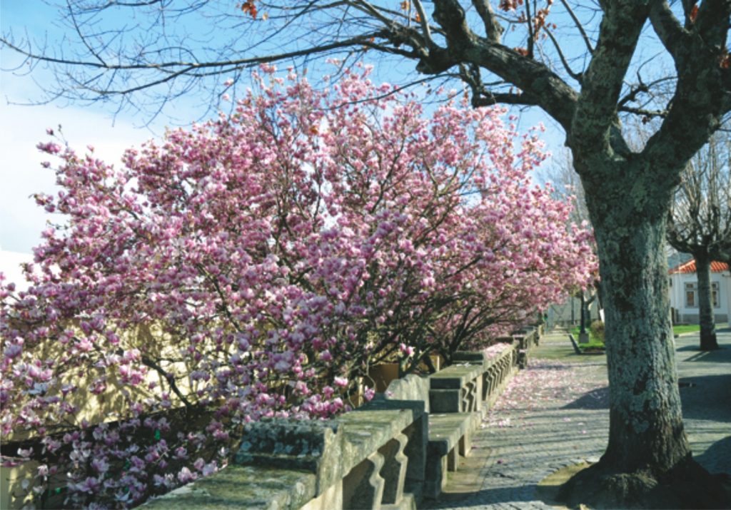 Jardim da Casa das Obras