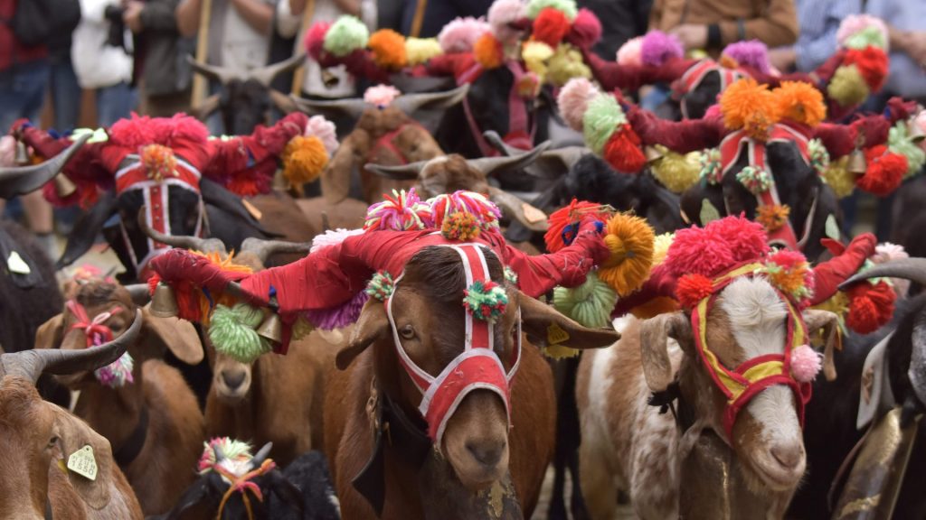 Festa da Transumância e dos Pastores