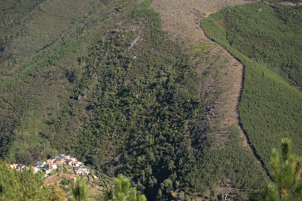 Reserva Botânica do Bosque de Casal do Rei