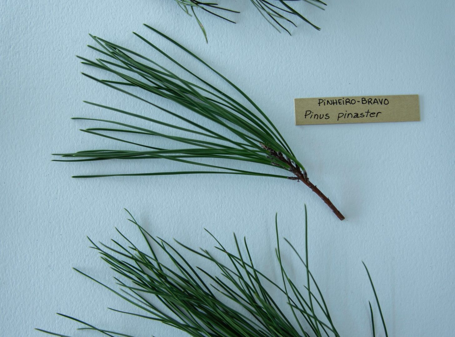 coniferas 2