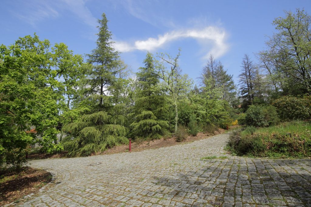 Coníferas do Jardim do CISE