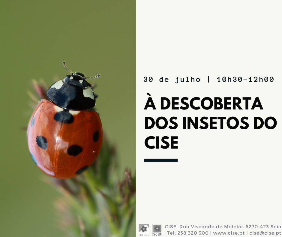 À descoberta dos insetos do CISE