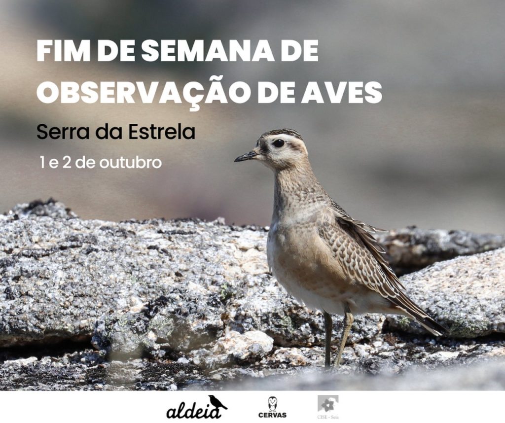 Fim de Semana de Observação de Aves – Serra da Estrela