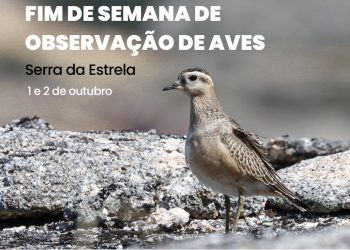 aves