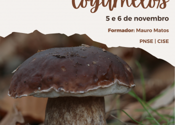 cogumelos