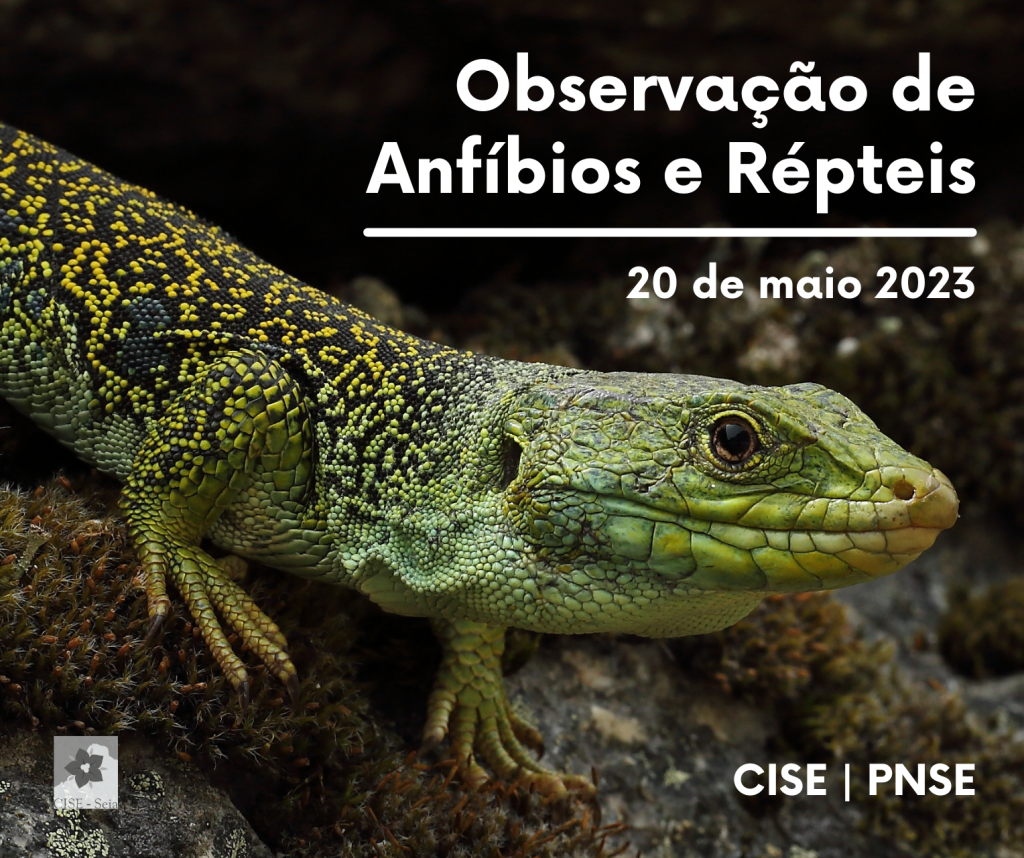 Observação de Anfíbios e Répteis